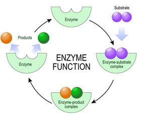 Enzymes and Disease